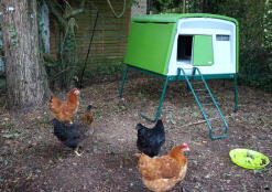 Poulettes belleysanes avec Grand Eglu cube