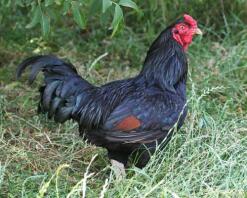 Mon coq