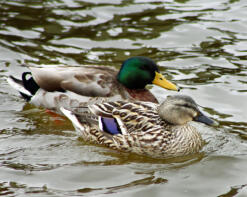 Canards colverts