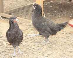 la fleche poule et coq