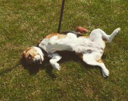Un beagle couché au soleil sur une pelouse lors d'une promenade