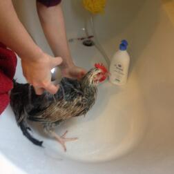 https://www.omlet.fr/images/cache/252/253/poules-prendre-soin-de-vos-poules-toilette-merci-omlet-pour-vos-conseils-poule-douche-poule-douche_4f44969b.jpg