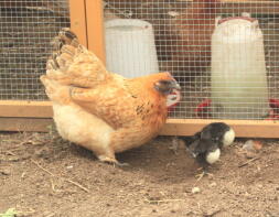 Poule Bantam avec trois poussins Australorps