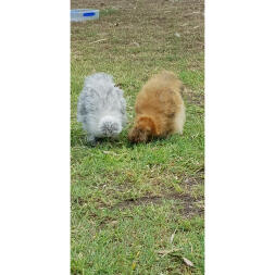 Mes poules Silkie