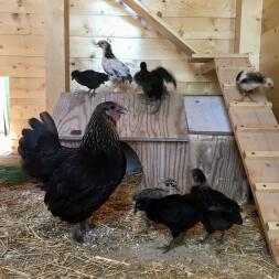 Des poulets debout dans leur poulailler.