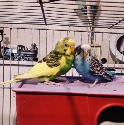 Mes enfants. Budgie❤ CoCo & Rain