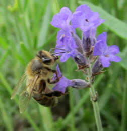 Abeille sur lavande