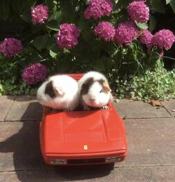 Deux cochons d'inde conduisant une ferrari - traversant notre jardin.