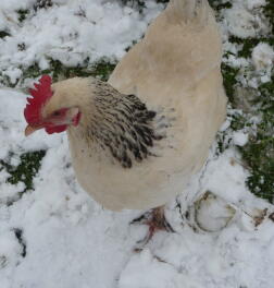 Barbara dans la neige