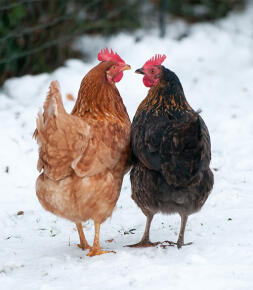 2 poulets qui se regardent dans le... Snow