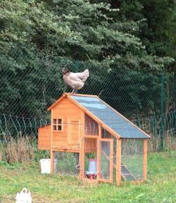 Poule cendrée