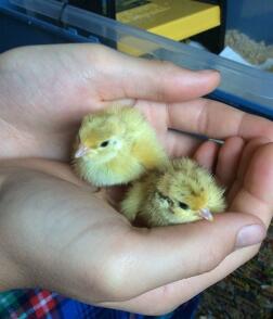 Quelques poussins ont éclos l'année dernière