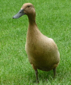 Canards coureurs indiens