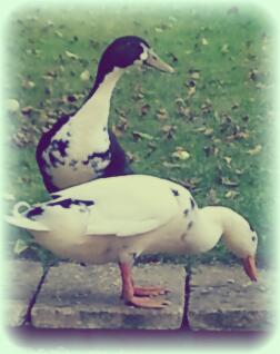 Bert et Ernie dans leur nouveau jardin!