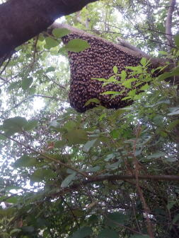 Abeille à miel sauvage