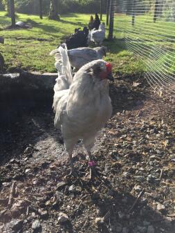 Keith, le coq araucana lavande