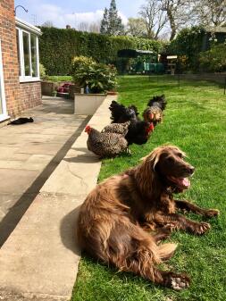 Poulets, chats et chiens - profiter du soleil