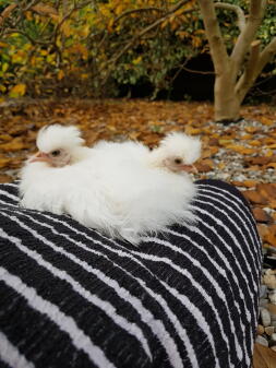 Rare Silkies siamois miniatures de race pure