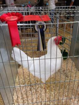 La poule Leghorn blanche fait bien