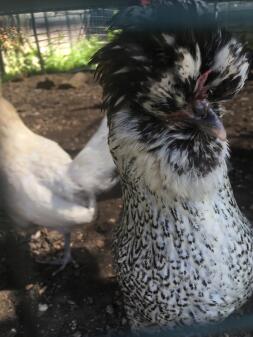 Coco the White Sussex X poule bantam polonaise