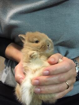 Un bébé lapin brun et blanc tenu par son propriétaire