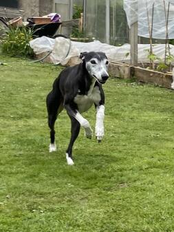 whippet courant dans le jardin