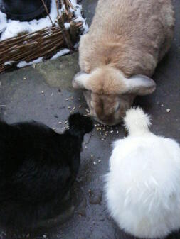 Un lapin et deux poulets qui mangent sur le sol