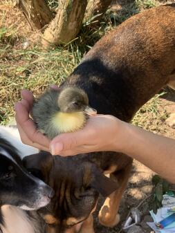 Mes adorables canards