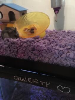 Hamster qwerty s'adapte à sa nouvelle maison!