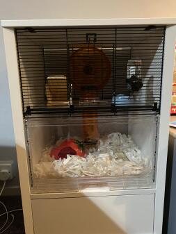 J'adore la cage de hamster est belle dans mon salon et aussi un hamster heureux