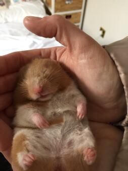 Hamster endormi.