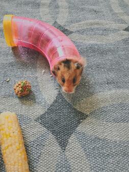Hamster dans un tube