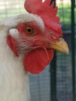 Poulet préféré ! 