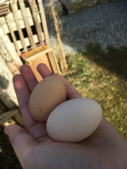 Deux gros œufs dans la main d'une femme dans un jardin