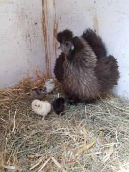 Un poulet brun duveteux dans un poulailler avec plein de poussins autour de lui