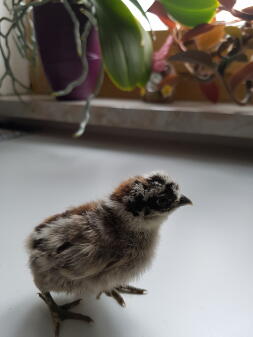 Un petit poussin gris et noir duveteux se tenait sur un comptoir.