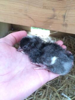 Les nouveaux poussins éclos sont si mignons