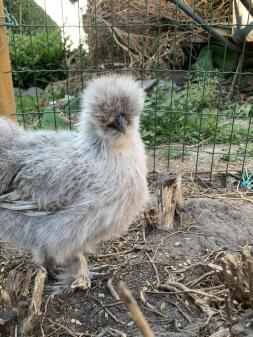 Poulet en fuite