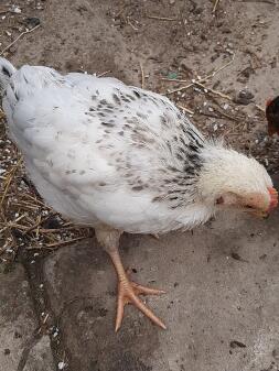 Poulet dans le jardin