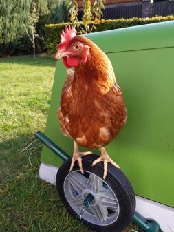 Poule debout sur Eglu Go roues de poulailler