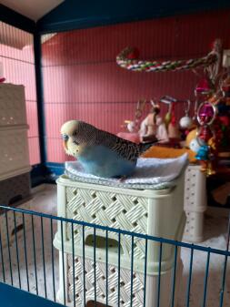 Une perruche assise sur deux boîtes dans sa cage