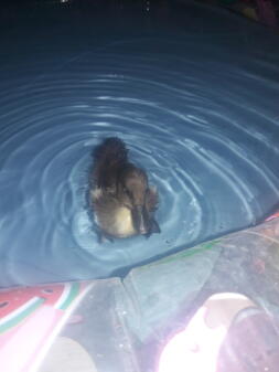 Un canard dans une piscine.
