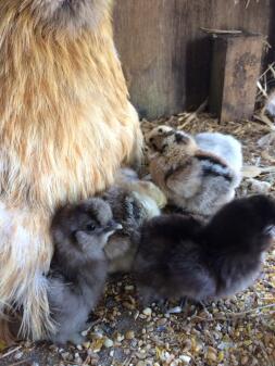 Un poulet avec cinq poussins