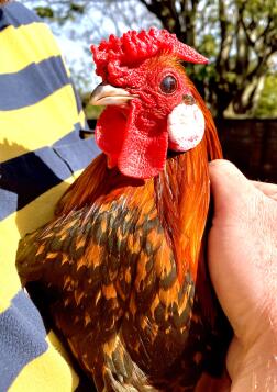 Boris notre coq bantam hollandais de 10 mois