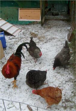 Quatre poulets et un coq dans Snow