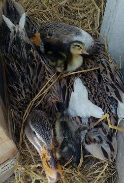 mes canards de compagnie, je les ai élevés à la maison en fournissant le meilleur que je peux