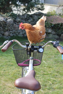 Poulet sur 2 roues