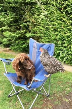 Libby the Spaniel et Sybil the Speckledy