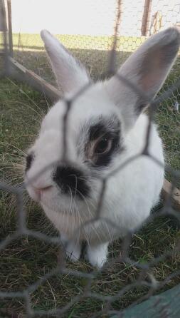 Voici mon lapin , Zorro âgé de 3 ans et demi , c'est un mâle