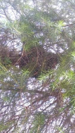 Je n'ai pas vu de plus près mais ce sont des abeilles qui fabriquent du miel sur un arbre